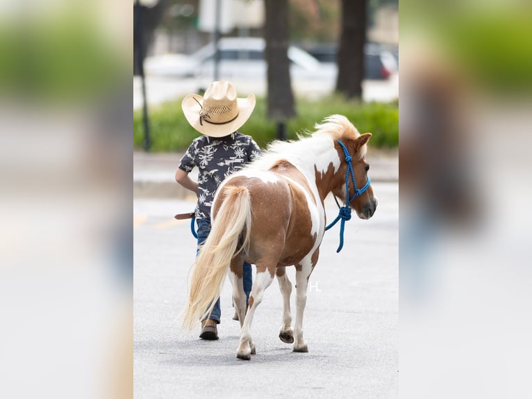 Weitere Ponys/Kleinpferde Stute 12 Jahre 81 cm Schecke in Weatherford