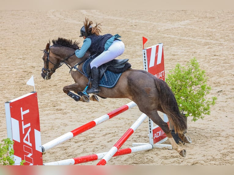 Weitere Ponys/Kleinpferde Stute 12 Jahre Dunkelbrauner in Oviedo