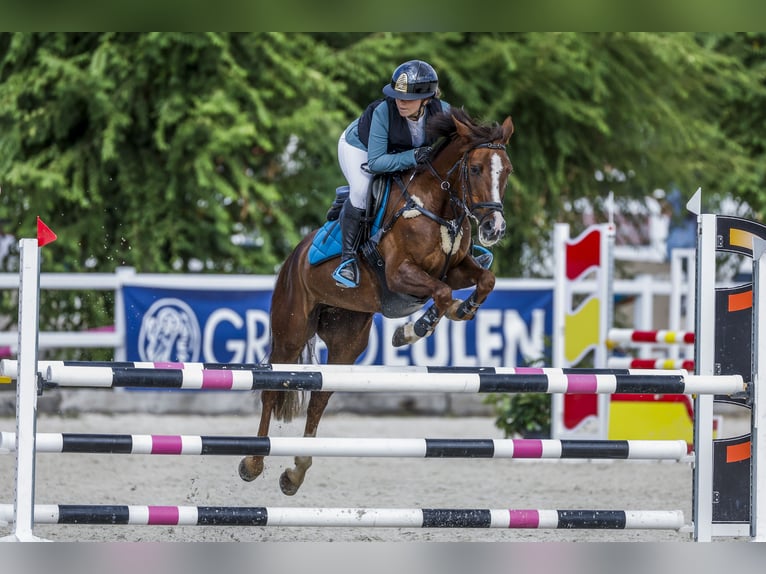 Weitere Ponys/Kleinpferde Stute 12 Jahre Dunkelbrauner in Oviedo