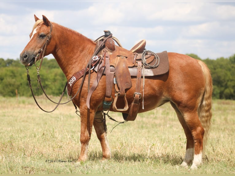Weitere Ponys/Kleinpferde Stute 12 Jahre Rotfuchs in Greenville