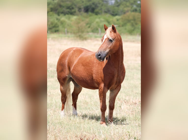 Weitere Ponys/Kleinpferde Stute 12 Jahre Rotfuchs in Greenville