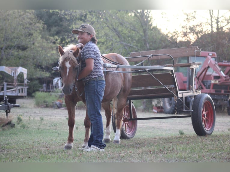 Weitere Ponys/Kleinpferde Stute 12 Jahre Rotfuchs in Greenville