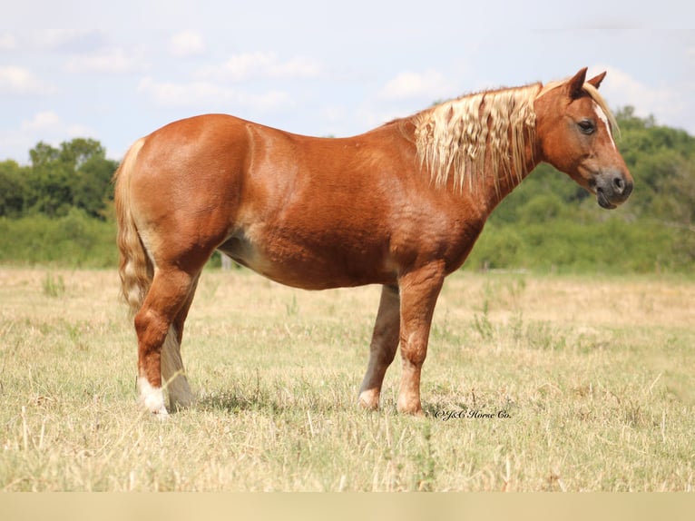 Weitere Ponys/Kleinpferde Stute 12 Jahre Rotfuchs in Greenville