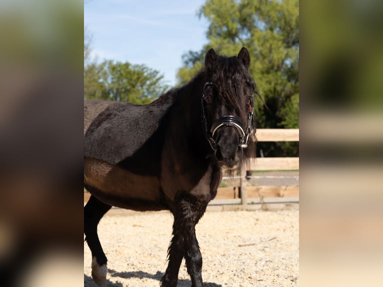 Weitere Ponys/Kleinpferde Mix Stute 13 Jahre 110 cm Rappe in Zwingenberg