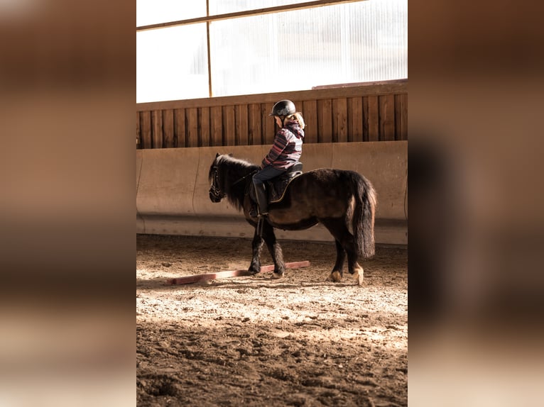 Weitere Ponys/Kleinpferde Mix Stute 13 Jahre 110 cm Rappe in Zwingenberg