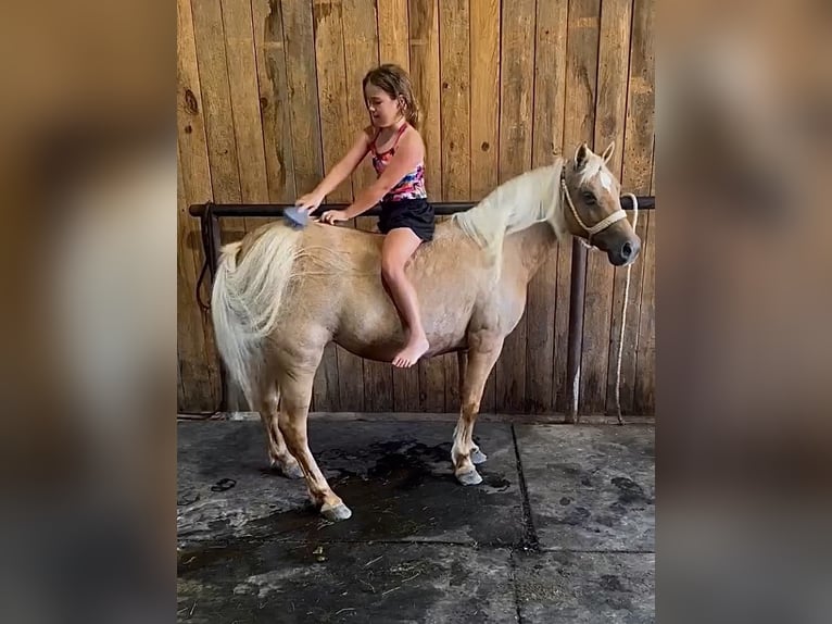 Weitere Ponys/Kleinpferde Stute 13 Jahre 122 cm Palomino in Hector, AR