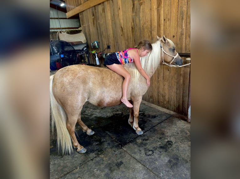 Weitere Ponys/Kleinpferde Stute 13 Jahre 122 cm Palomino in Hector, AR