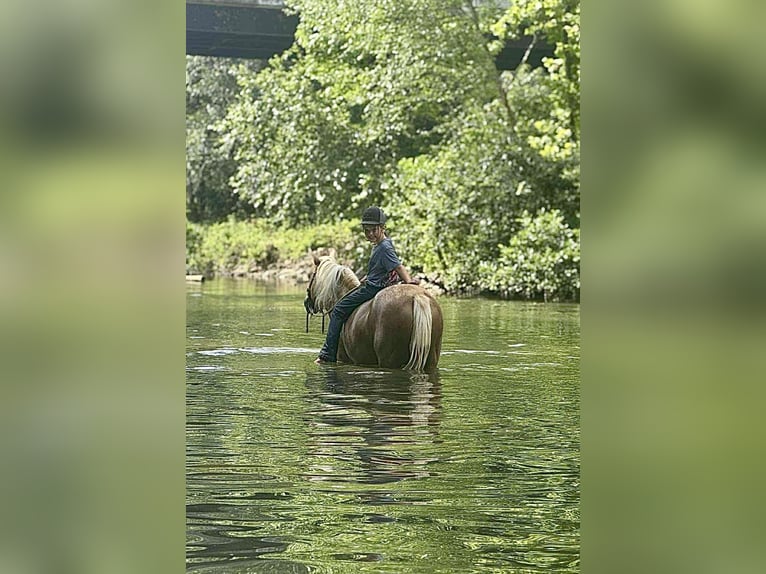 Weitere Ponys/Kleinpferde Stute 13 Jahre 122 cm Palomino in Hector, AR