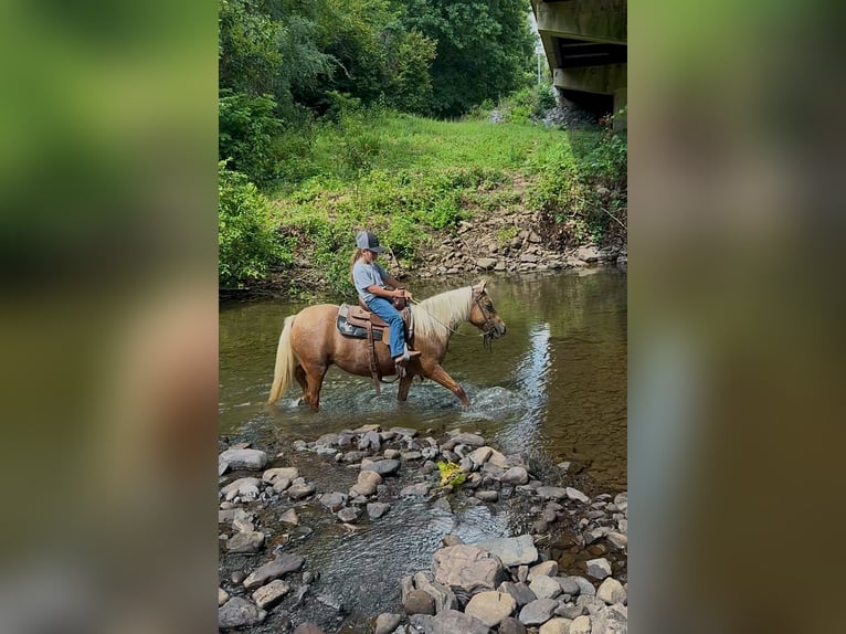 Weitere Ponys/Kleinpferde Stute 13 Jahre 122 cm Palomino in Hector, AR