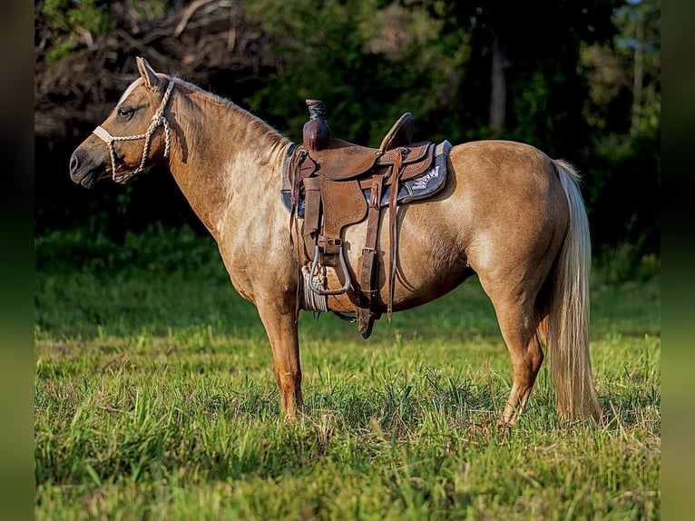 Weitere Ponys/Kleinpferde Stute 13 Jahre 122 cm Palomino in Hector, AR