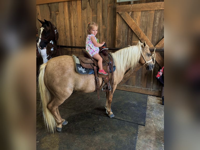 Weitere Ponys/Kleinpferde Stute 13 Jahre 122 cm Palomino in Hector, AR