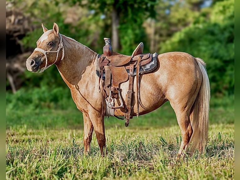 Weitere Ponys/Kleinpferde Stute 13 Jahre 122 cm Palomino in Hector, AR