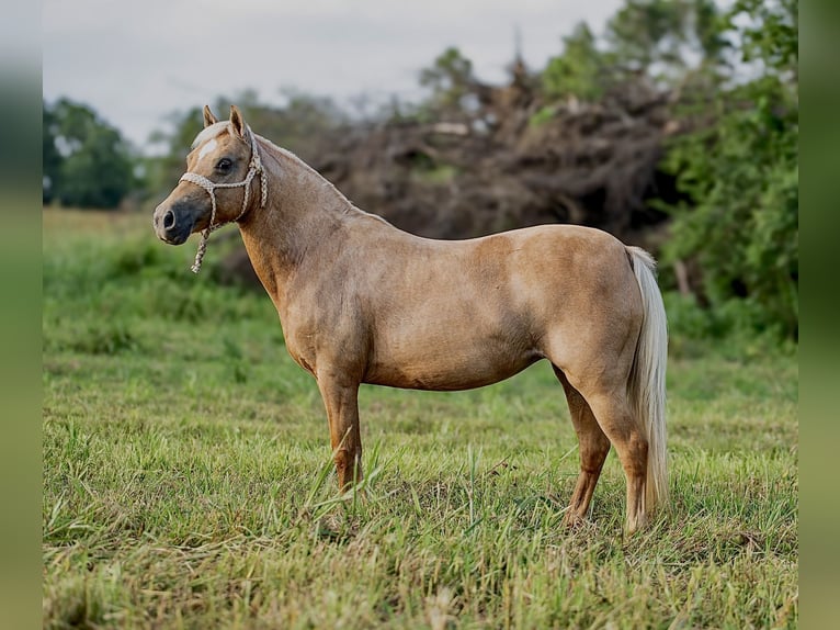 Weitere Ponys/Kleinpferde Stute 13 Jahre 122 cm Palomino in Hector, AR
