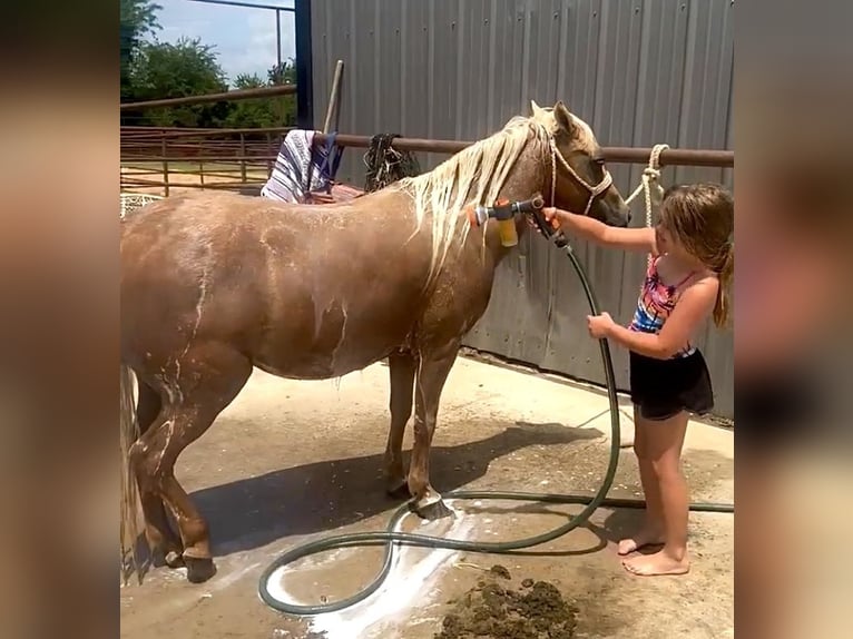 Weitere Ponys/Kleinpferde Stute 13 Jahre 122 cm Palomino in Hector, AR