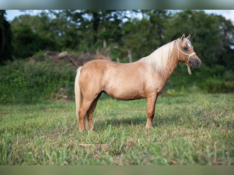 Weitere Ponys/Kleinpferde Stute 13 Jahre 122 cm Palomino in Hector, AR