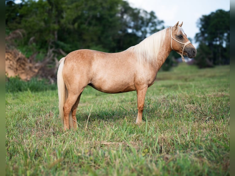 Weitere Ponys/Kleinpferde Stute 13 Jahre 122 cm Palomino in Hector, AR