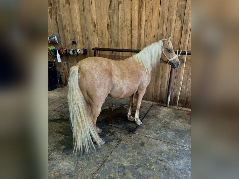 Weitere Ponys/Kleinpferde Stute 13 Jahre 122 cm Palomino in Hector, AR