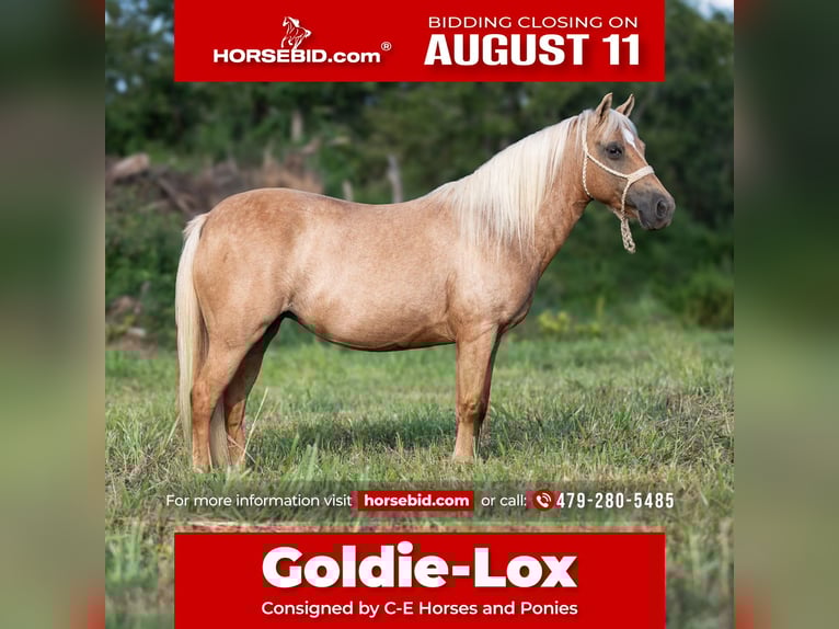 Weitere Ponys/Kleinpferde Stute 13 Jahre 122 cm Palomino in Hector, AR