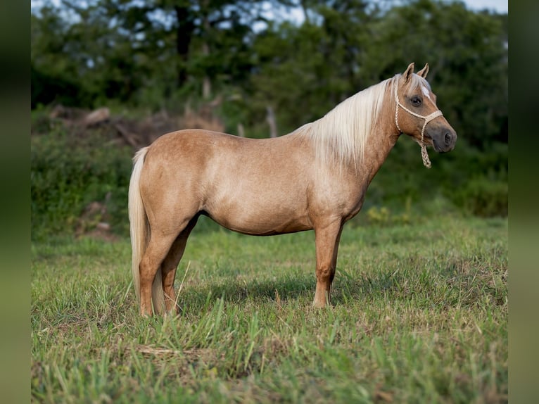Weitere Ponys/Kleinpferde Stute 13 Jahre 122 cm Palomino in Hector, AR