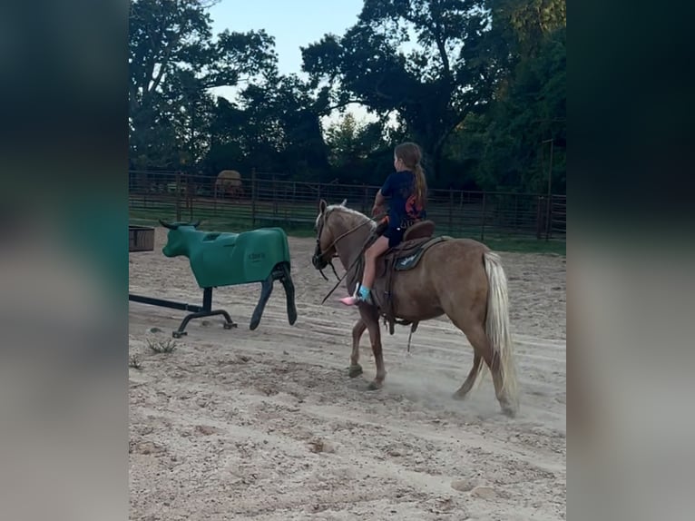 Weitere Ponys/Kleinpferde Stute 13 Jahre 122 cm Palomino in Hector, AR