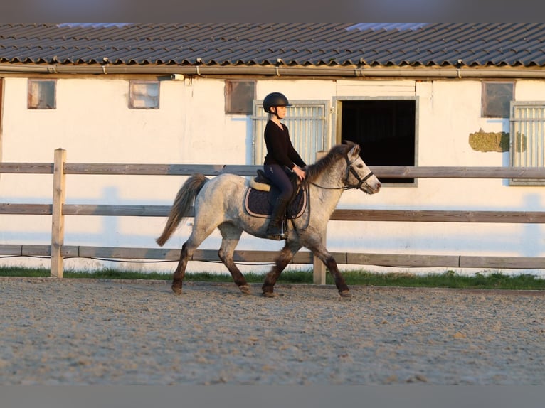 Weitere Ponys/Kleinpferde Stute 13 Jahre 126 cm Tigerschecke in Bogaarden