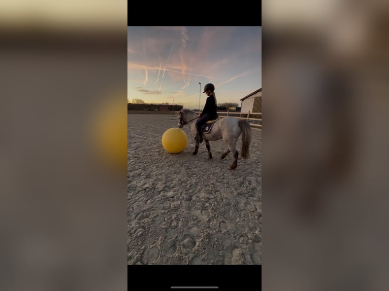 Weitere Ponys/Kleinpferde Stute 13 Jahre 126 cm Tigerschecke in Bogaarden