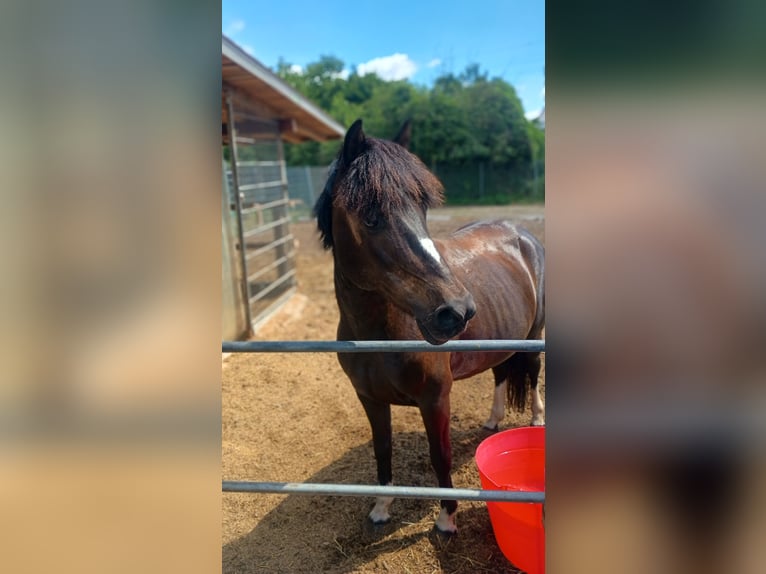 Weitere Ponys/Kleinpferde Stute 13 Jahre 130 cm Dunkelbrauner in Kuhardt