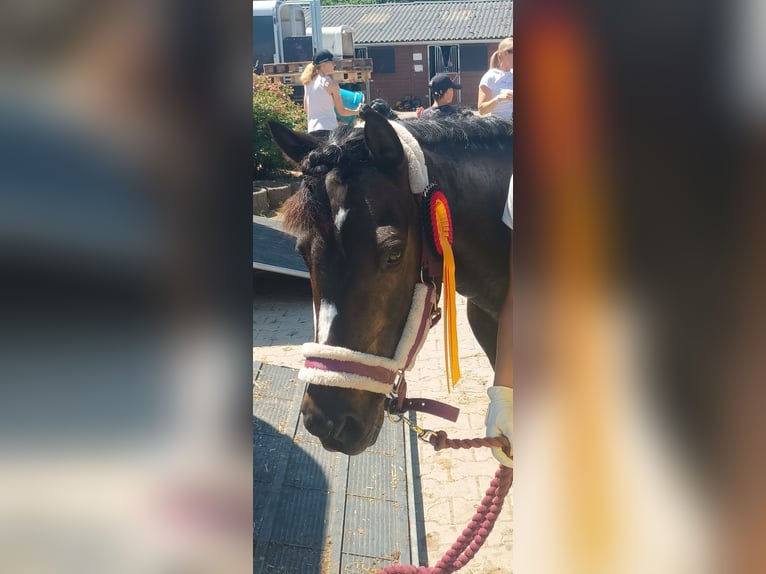 Weitere Ponys/Kleinpferde Stute 13 Jahre 130 cm Dunkelbrauner in Kuhardt