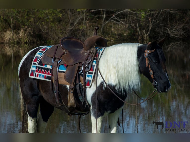 Weitere Ponys/Kleinpferde Stute 13 Jahre 130 cm Schecke in Henderson