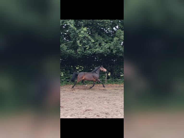 Weitere Ponys/Kleinpferde Mix Stute 13 Jahre 135 cm  in Barßel