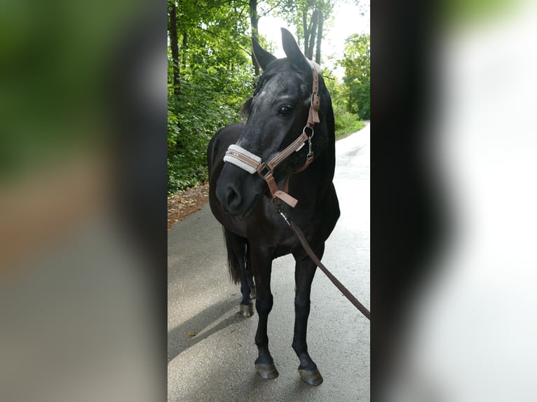 Weitere Ponys/Kleinpferde Stute 13 Jahre 140 cm Rappe in Wemding