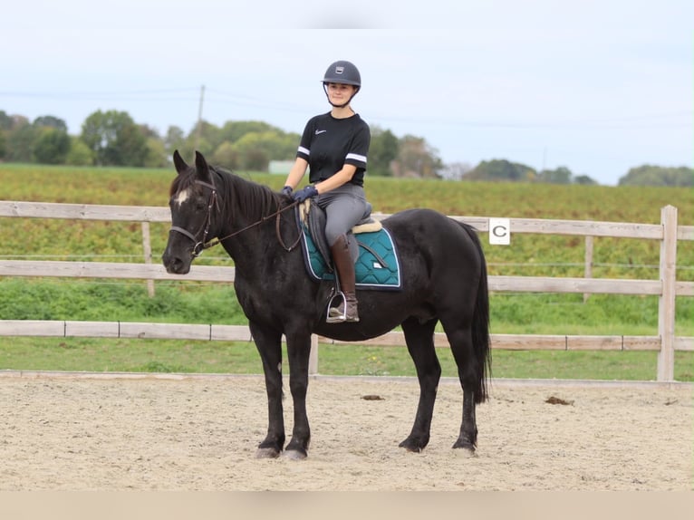 Weitere Ponys/Kleinpferde Stute 13 Jahre 143 cm Rappe in Pepingen