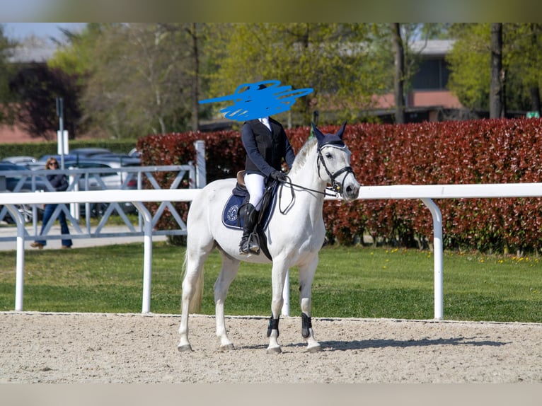 Weitere Ponys/Kleinpferde Stute 13 Jahre 144 cm Apfelschimmel in San Giovanni In Persiceto