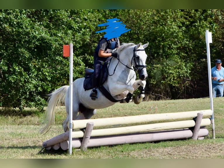 Weitere Ponys/Kleinpferde Stute 13 Jahre 144 cm Apfelschimmel in San Giovanni In Persiceto