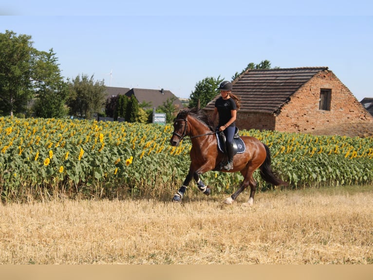 Weitere Ponys/Kleinpferde Mix Stute 13 Jahre 145 cm Brauner in Hohenruppersdorf