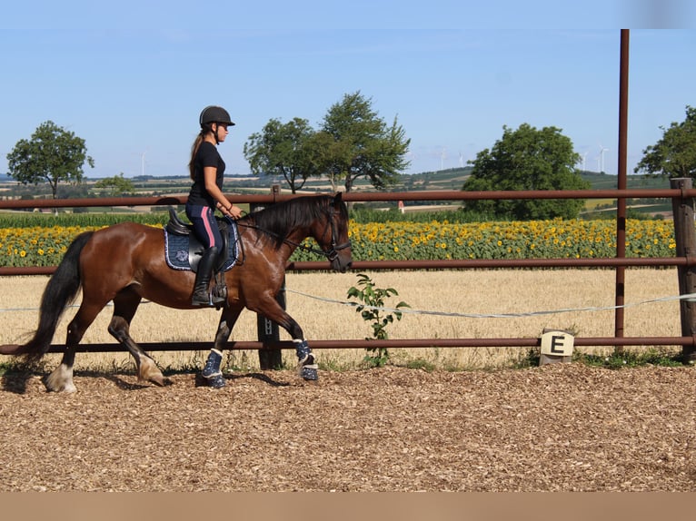 Weitere Ponys/Kleinpferde Mix Stute 13 Jahre 145 cm Brauner in Hohenruppersdorf