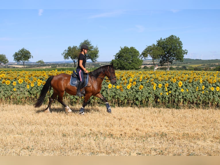 Weitere Ponys/Kleinpferde Mix Stute 13 Jahre 145 cm Brauner in Hohenruppersdorf