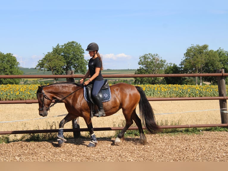Weitere Ponys/Kleinpferde Mix Stute 13 Jahre 145 cm Brauner in Hohenruppersdorf