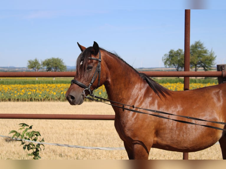 Weitere Ponys/Kleinpferde Mix Stute 13 Jahre 145 cm Brauner in Hohenruppersdorf