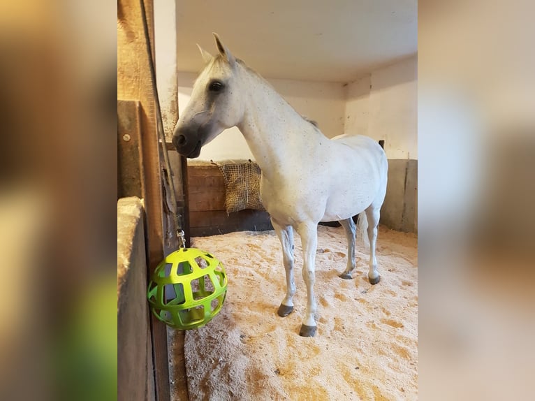 Weitere Ponys/Kleinpferde Stute 13 Jahre 148 cm Schimmel in Schonstett