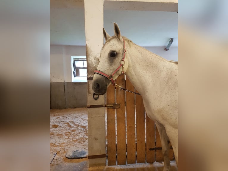 Weitere Ponys/Kleinpferde Stute 13 Jahre 148 cm Schimmel in Schonstett