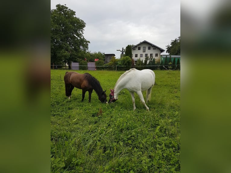 Weitere Ponys/Kleinpferde Stute 13 Jahre 148 cm Schimmel in Schonstett