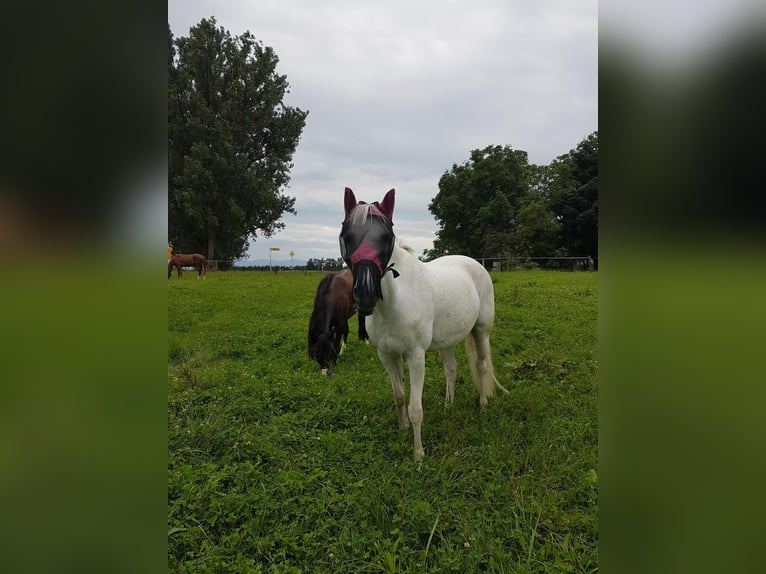 Weitere Ponys/Kleinpferde Stute 13 Jahre 148 cm Schimmel in Schonstett