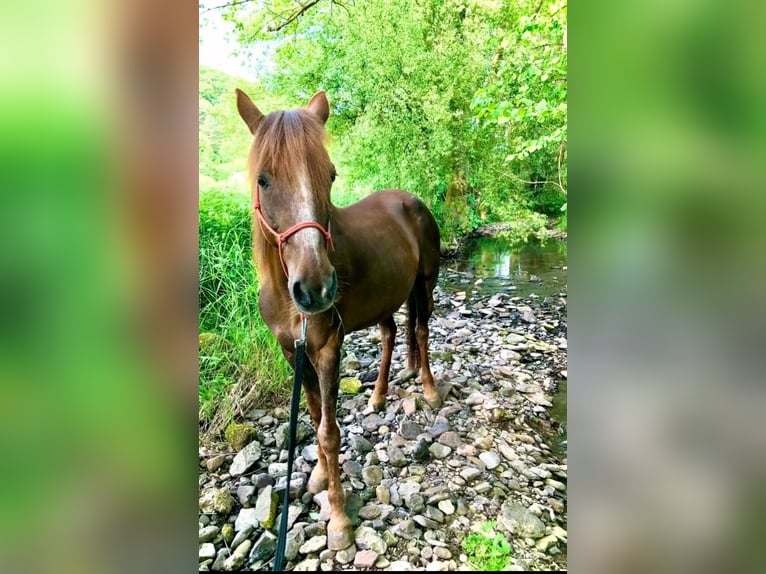 Weitere Ponys/Kleinpferde Stute 13 Jahre 150 cm in Pohlheim