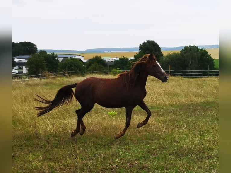 Weitere Ponys/Kleinpferde Stute 13 Jahre 150 cm in Pohlheim