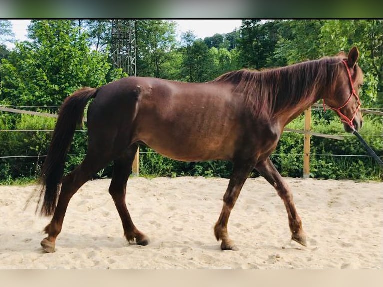 Weitere Ponys/Kleinpferde Stute 13 Jahre 150 cm in Pohlheim