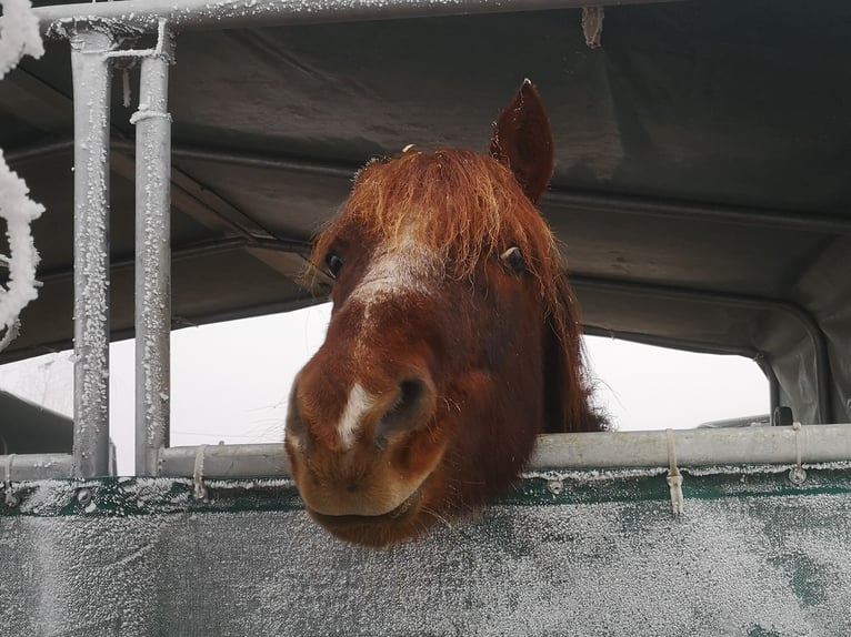 Weitere Ponys/Kleinpferde Stute 13 Jahre 150 cm in Pohlheim
