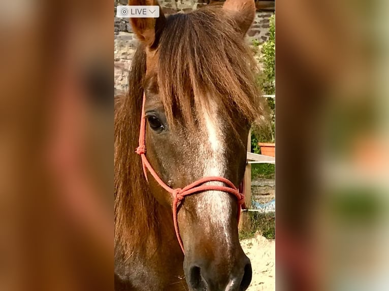 Weitere Ponys/Kleinpferde Stute 13 Jahre 150 cm in Pohlheim