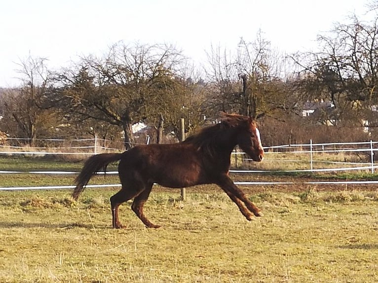 Weitere Ponys/Kleinpferde Stute 13 Jahre 150 cm in Pohlheim