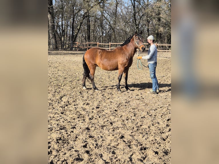 Weitere Ponys/Kleinpferde Stute 13 Jahre 152 cm Brauner in Vienenburg